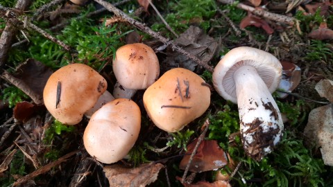 Hygrophorus pudorinus