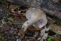 Lactarius luridus