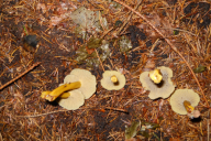 Craterellus tubaeformis