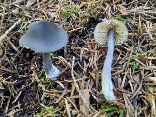 Entocybe nitida