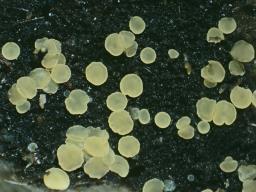 Bisporella subpallida