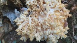 Hericium coralloides