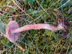 Laccaria bicolor