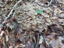 Polyporus umbellatus