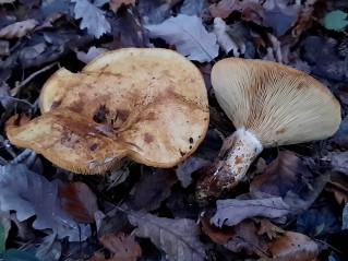 Lactarius scrobiculatus