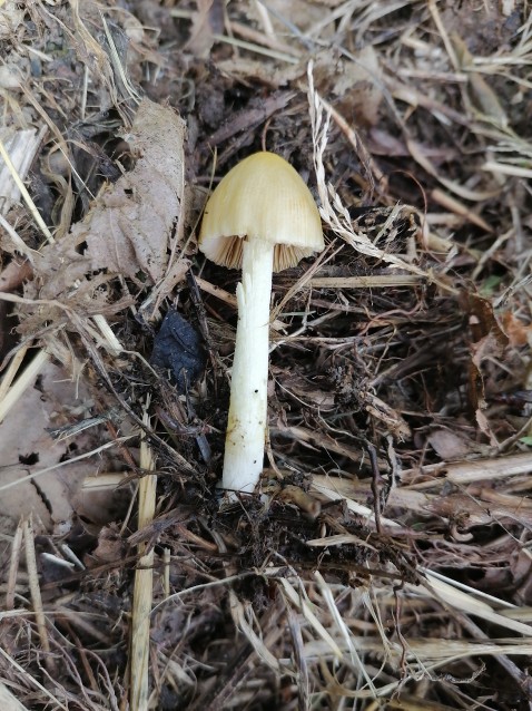 Bolbitius titubans