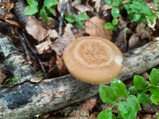 Polyporus tuberaster