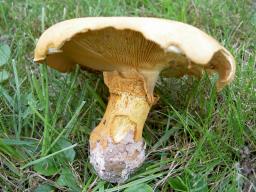 Phaeolepiota aurea