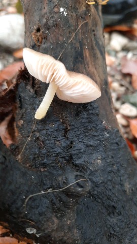 Pluteus romellii