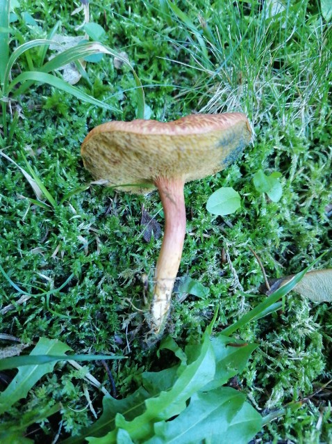 Rheubarbariboletus armeniacus