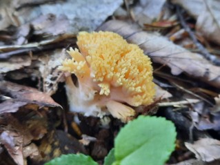 Ramaria flavosalmonicolor