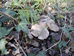 Entoloma saundersii