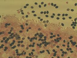 Panaeolus rickenii