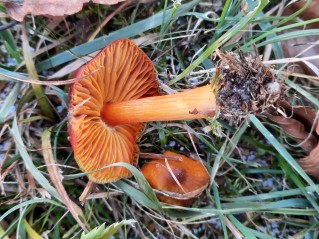 Hygrocybe punicea