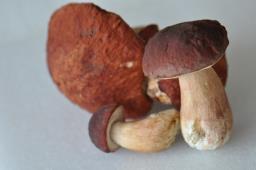 Boletus pinophilus