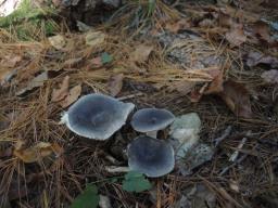 Russula parazurea