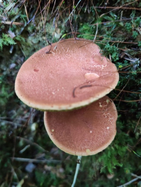 Rheubarbariboletus armeniacus