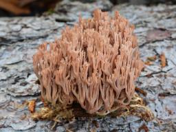 Ramaria rubella