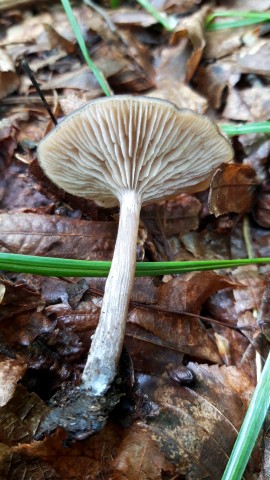 Entoloma