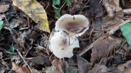 Hygrophorus pustulatus