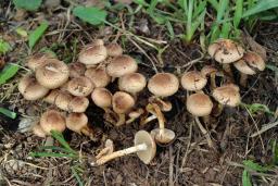 Pholiota gummosa