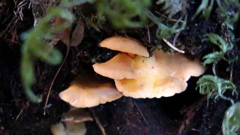 Hygrophoropsis aurantiaca