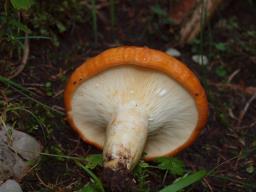 Lactarius zonarioides