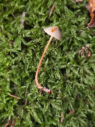 Mycena crocata