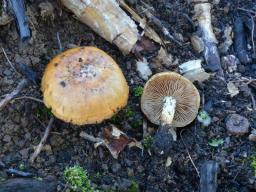 Pholiota carbonaria