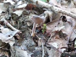 Helvella macropus