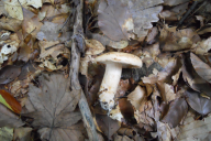 Lactarius pallidus