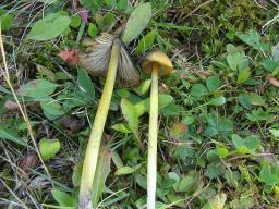 Hygrocybe conica