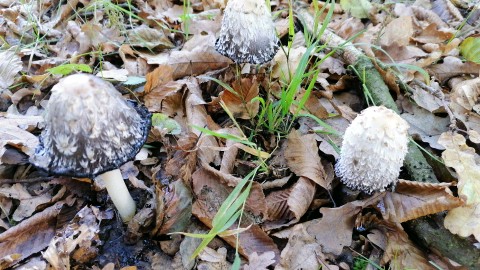 Coprinus comatus