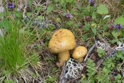 Lactarius repraesentaneus