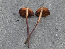 Phaeocollybia jennyae