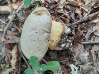 Butyriboletus fechtneri