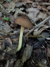 Pluteus romellii