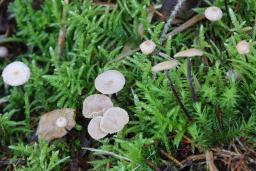 Paragymnopus perforans