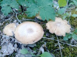 Lentinus substrictus
