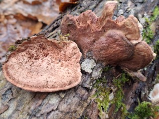 Hapalopilus nidulans