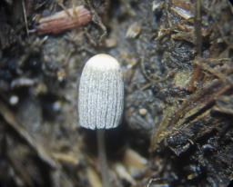 Coprinopsis cordispora