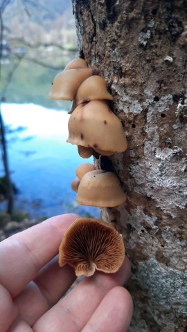 Crepidotus mollis