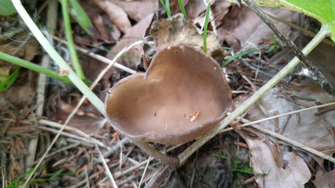 Helvella acetabulum