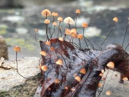 Cryptomarasmius corbariensis