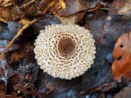 Lepiota pseudolilacea