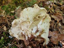 Oligoporus obductus