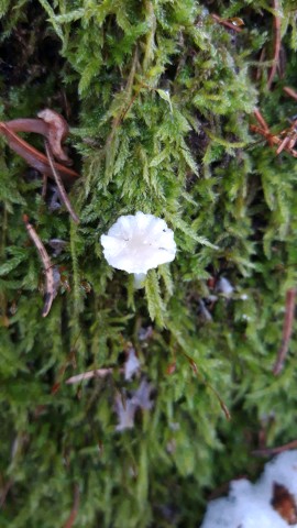Mycena