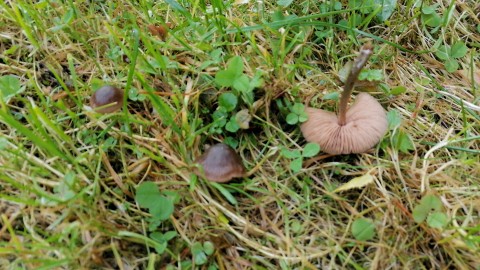 Entoloma sericeum