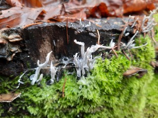Xylaria hypoxylon
