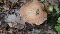 Suillus variegatus